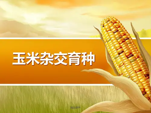 玉米杂交育种方法