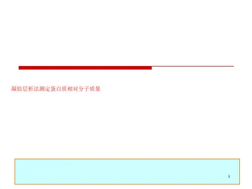 凝胶层析法测定蛋白质相对分子质量