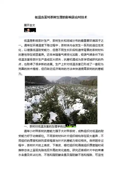 低温冻害对茶树生理的影响及应对技术