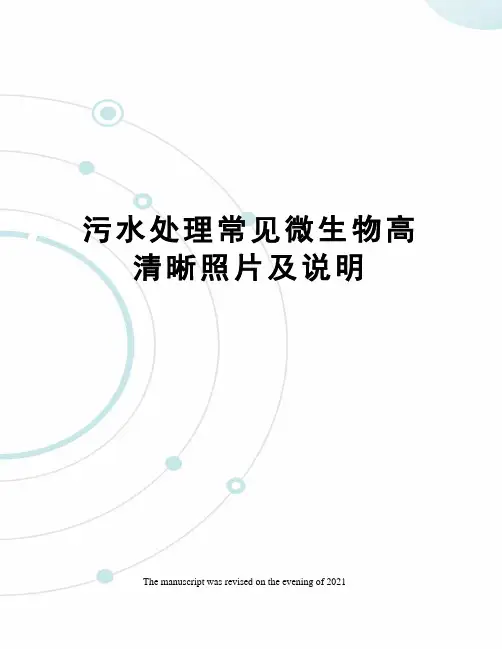 污水处理常见微生物高清晰照片及说明
