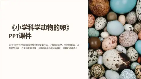 《小学科学动物的卵》课件