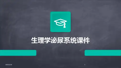 (2024年)生理学泌尿系统课件