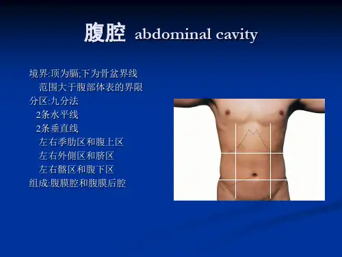 腹腔解剖图谱