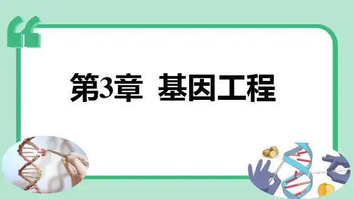 基因工程的应用课件(共25张PPT)高二下学期生物人教版(2019)选择性必修3