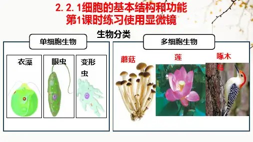 2.2.1 细胞的基本结构和功能第1课时—练习使用显微镜(课件)_1