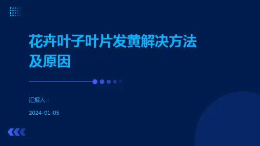 花卉叶子叶片发黄解决方法及原因