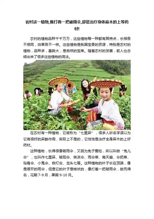 农村这一植物,像打着一把破雨伞,却是治疗身体麻木的上等药材!