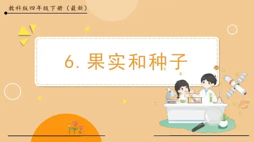 果实和种子小学四年级科学下册PPT课件