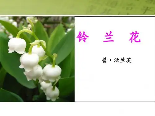 《铃兰花》