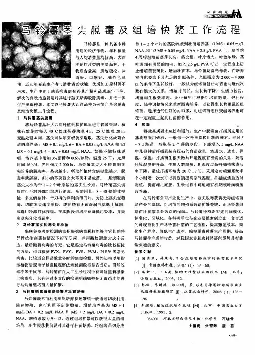 马铃薯茎尖脱毒及组培快繁工作流程