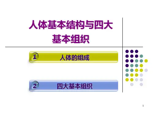 四大基本组织PPT课件