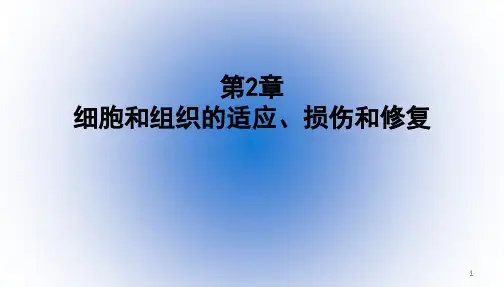 病理学基础《细胞和组织的适应》课件