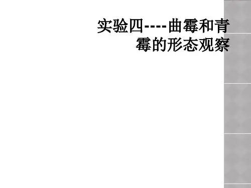 实验四----曲霉和青霉的形态观察