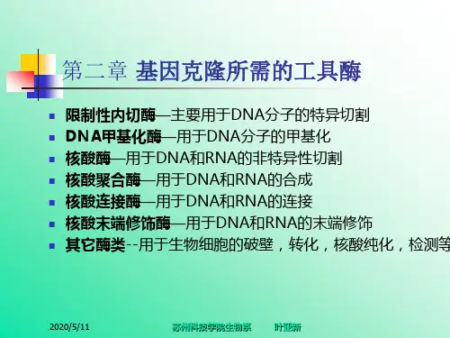 基因工程-第二章--基因克隆所需的工具酶