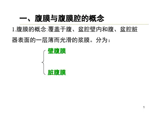 腹膜腹膜腔结肠上区解剖课堂PPT