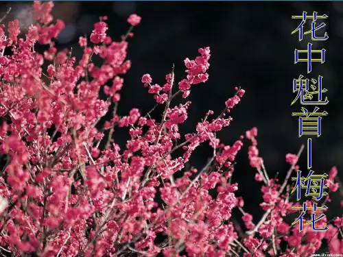 七年级生物上册 3.2.3《开花和结果》课件 人教新课标版