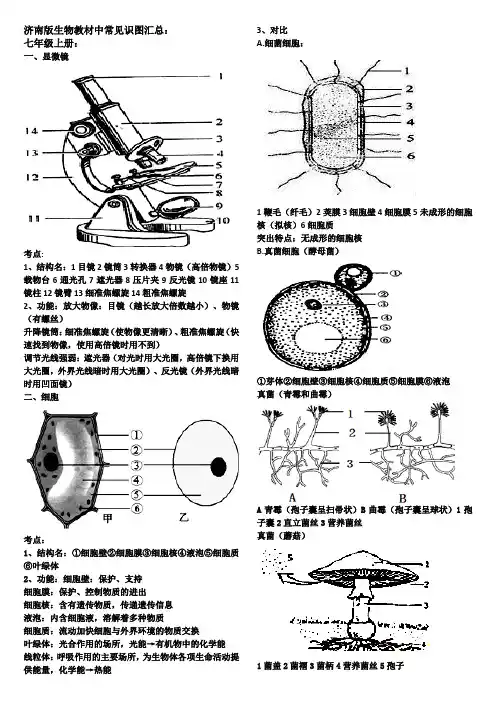 2018中考济南版生物常见识图汇总