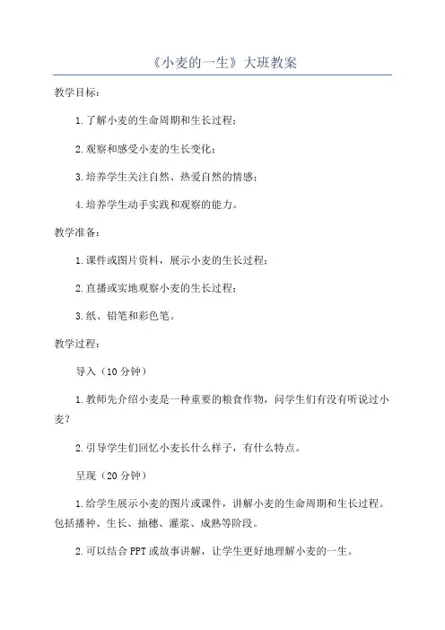 《小麦的一生》大班教案