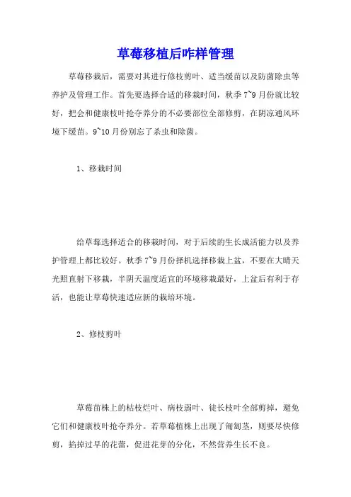 草莓移植后咋样管理
