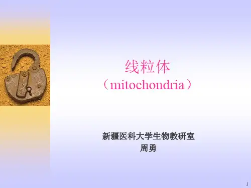 第三章 真核细胞的基本结构-线粒体
