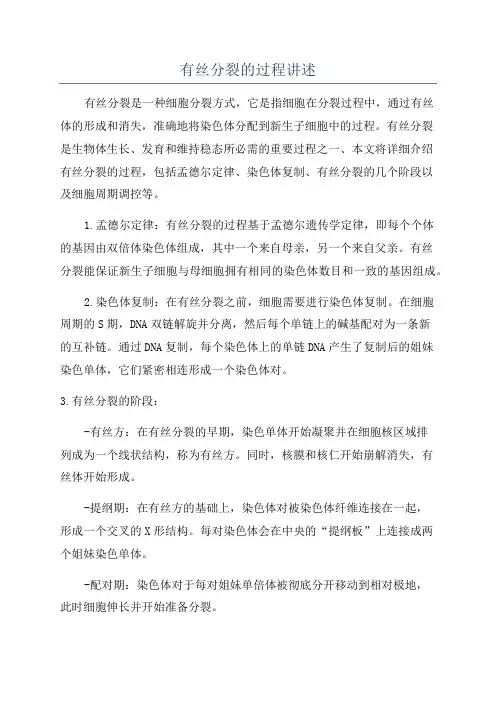 有丝分裂的过程讲述