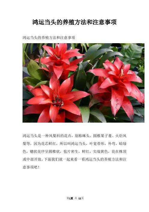 鸿运当头的养殖方法和注意事项