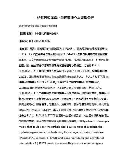 三转基因银屑病小鼠模型建立与表型分析