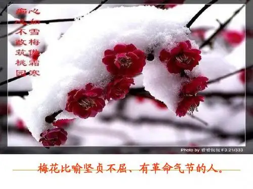 人教版五年级语文上册：15《落花生》