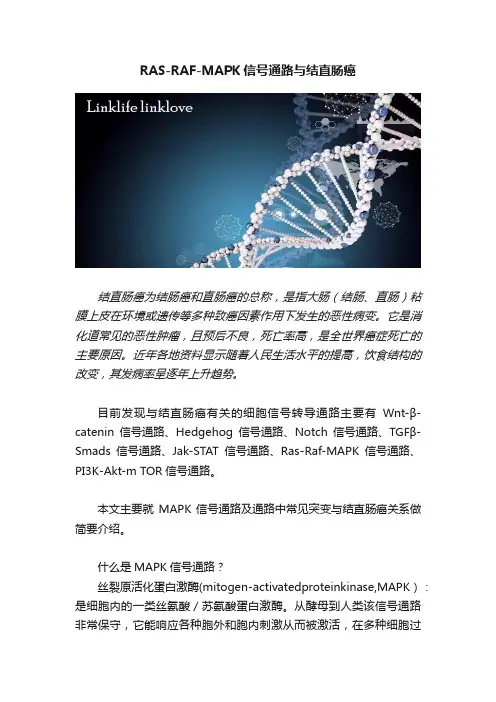 RAS-RAF-MAPK信号通路与结直肠癌