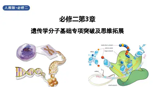 高三生物二轮复习课件遗传学的分子基础