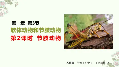 人教版八年级生物上册第一章教学课件第三节第2课时 节肢动物