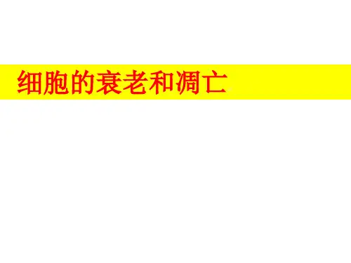 细胞的衰老与凋亡课件