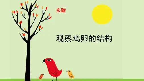 观察鸡卵的结构