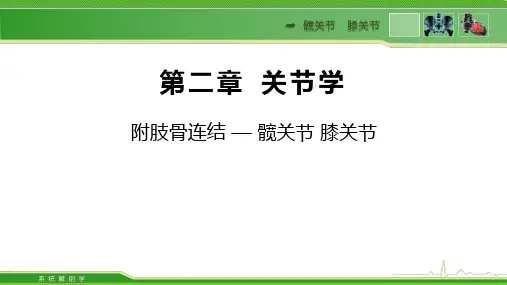 1010髋关节膝关节系统解剖学