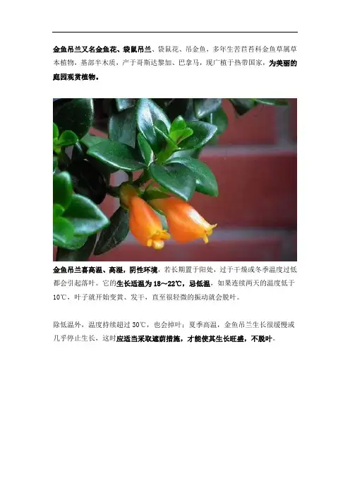 学会养金鱼吊兰的“小技巧”,盆盆挂满“小金鱼”!