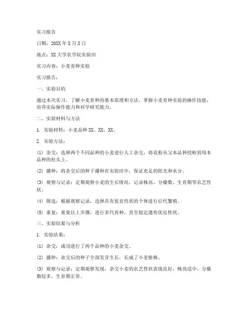 育种学课程实习报告小麦