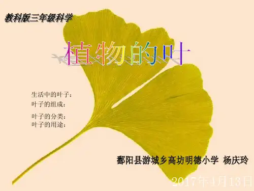 三年级上册公开课-植物的叶 教科版(40张)课件下载