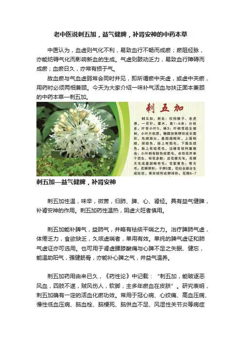老中医说刺五加，益气健脾，补肾安神的中药本草