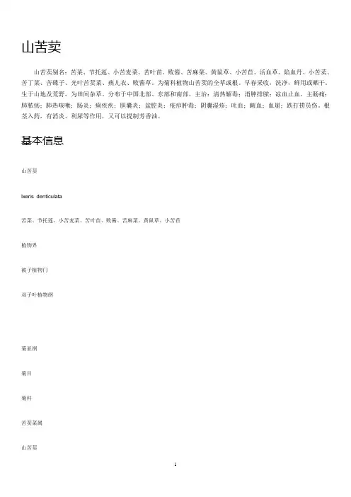 野生苦荬的知识