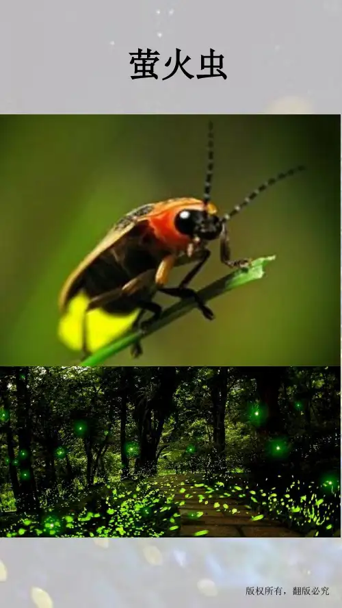 萤火虫