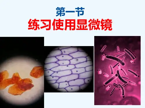 生物人教版七年级上册ppt
