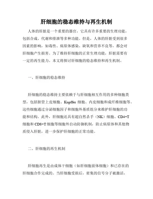 肝细胞的稳态维持与再生机制