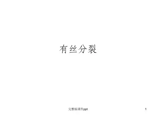 高考总复习第一轮有丝分裂