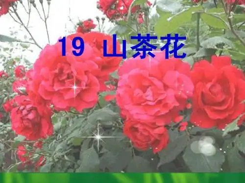 1山茶花ppt