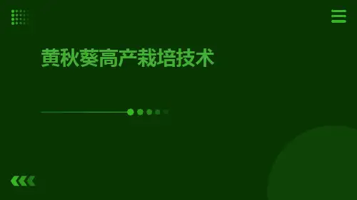黄秋葵高产栽培技术