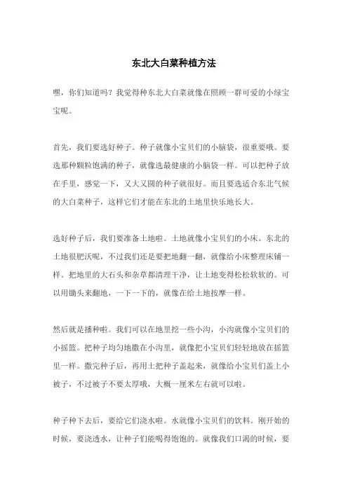 东北大白菜种植方法