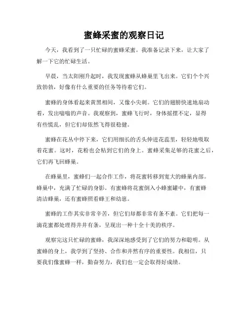 小学三年级作文蜜蜂采蜜的观察日记