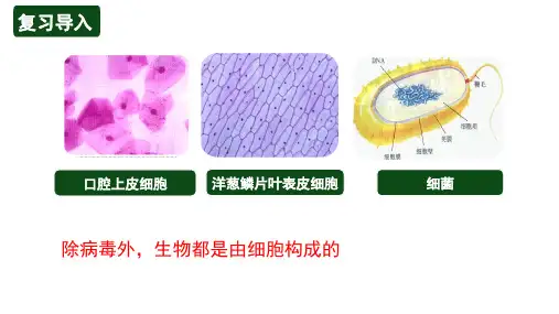 人教版(新课程标准)1.2.1学习使用显微镜课件(共17张PPT)+视频素材
