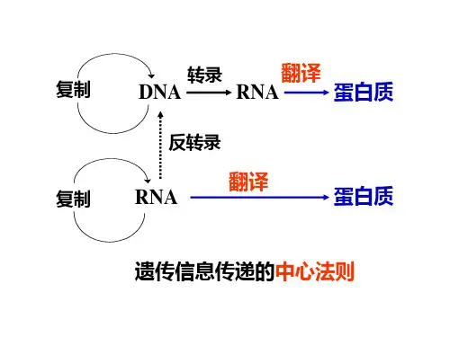 第十章(2) Pr的生物合成和基因表达调控