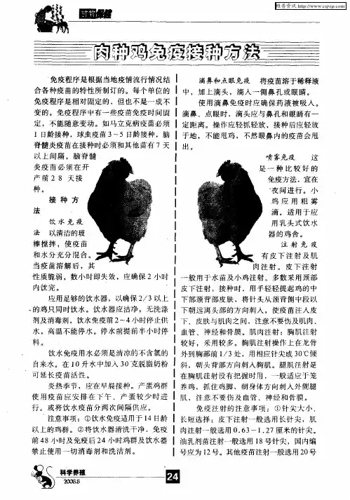 肉种鸡免疫接种方法